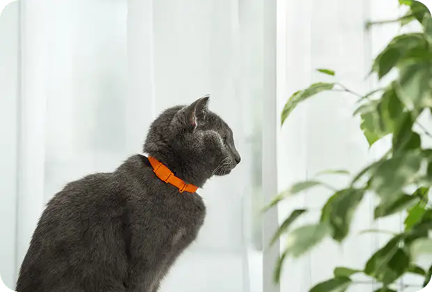 Silicone: A Modern, Practical Choice for Cat Collars