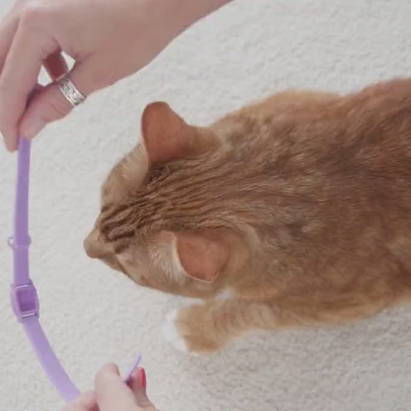 A Purrfect Fit